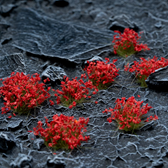 Flowers & Shrubs