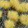 Gamer`s Grass Dense Beige 12mm XL 12mm Tufts