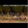 Imperial Conquests: Battles in the Age of Empires 1815-1914 - Boxers