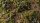 Gamer`s Grass: Strong Green Shrubs
