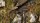 Gamer`s Grass: Swamp Shrubs