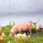 28mm Farm Animal Kit