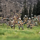 Medieval Crossbowmen & Archers