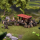 Market Stall (Medieval & Dark Ages)
