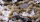 Gamer`s Grass: 5mm Winter Tufts Small