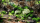 Gamer`s Grass: Alien Toxic (6mm)
