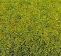 Spring Meadow Green Grass (100g)
