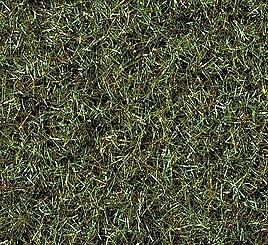 Marsh, Green Grass