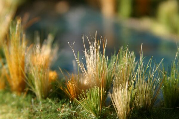 Ziterdes: Reed / Field Grass