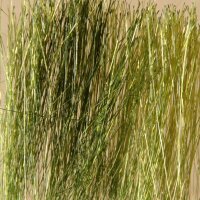 Ziterdes: Reed / Field Grass