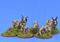 Sheep (Manx Loaghtan)